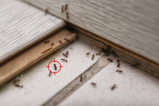 Best Insect Control  in Harveys Lake, PA