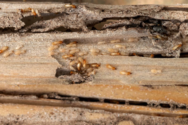Best Flea Control Services  in Harveys Lake, PA